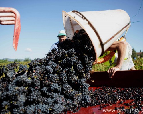 IB 1 DG 247 - Vendanges en Beaujolais - Daniel Gillet Inter Beaujolais copyright