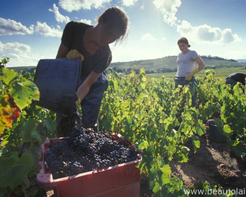 IB 1 DG 250 - Vendanges  en Beaujolais - Daniel Gillet Inter Beaujolais copyright