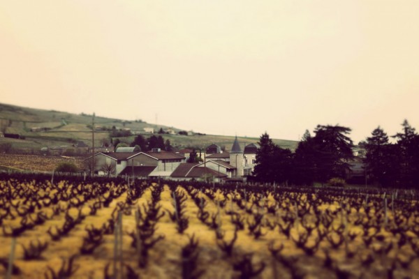 Domaine Matray's vineyard in Juliénas.