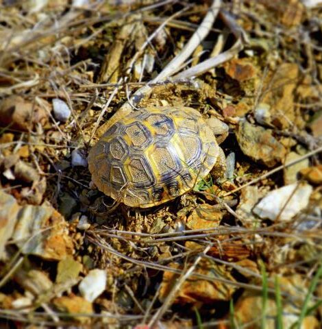 Bodeguers Turtle