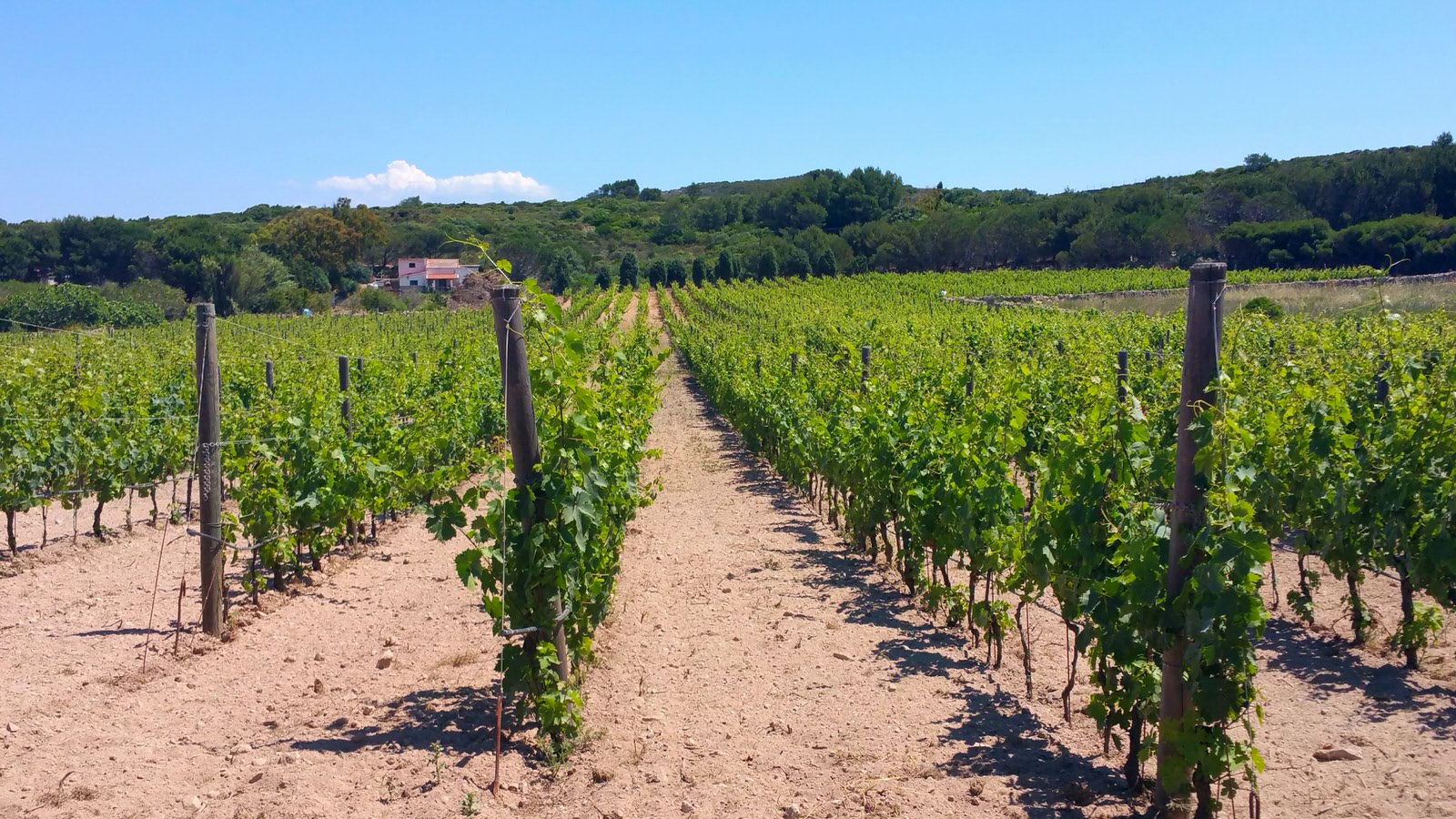 A vineyard in Sardinia, Italy.