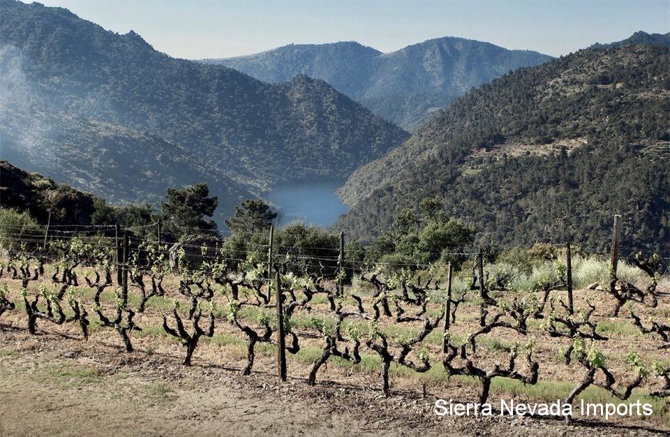 Vineyards on a mountain with a river in the distance.